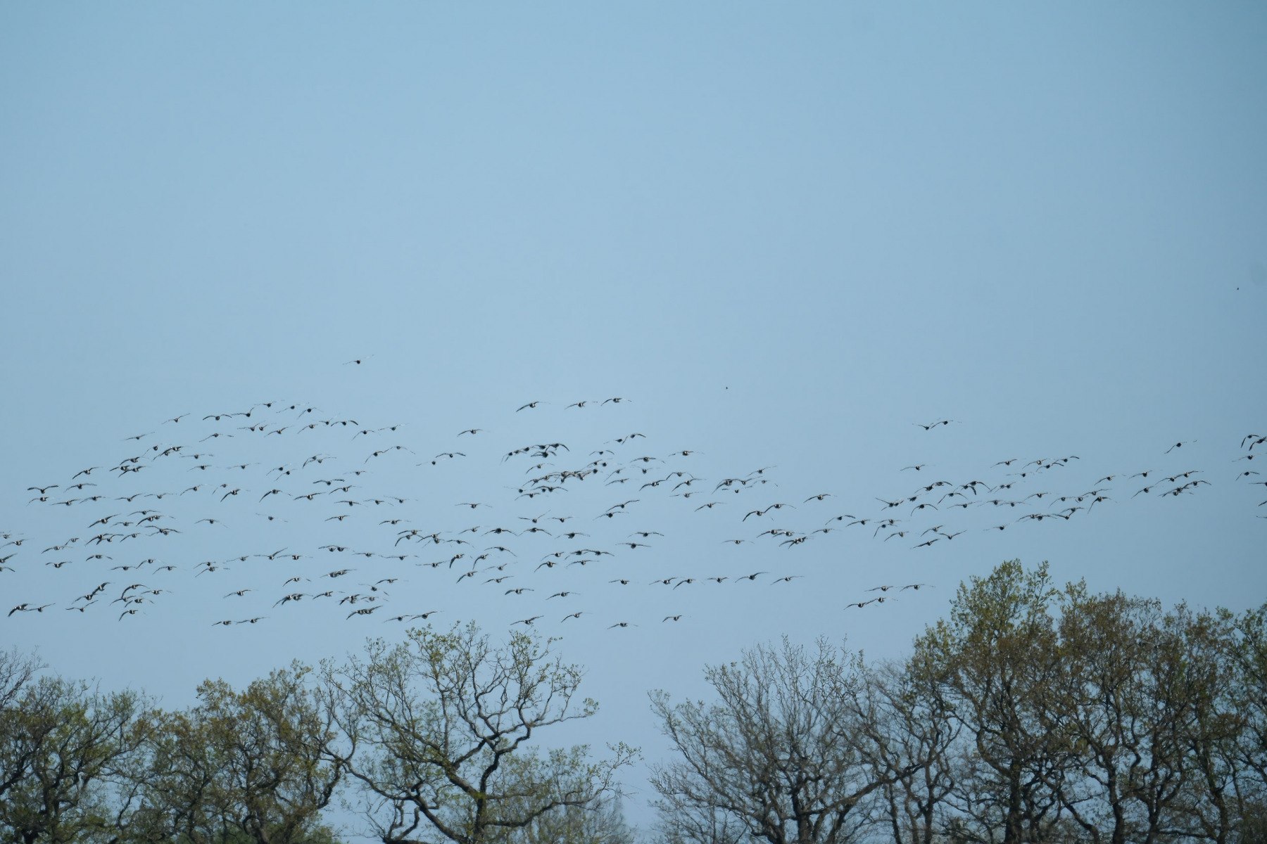 Nonnengänse und andere Vögel - Wedeler Marsch April 2025