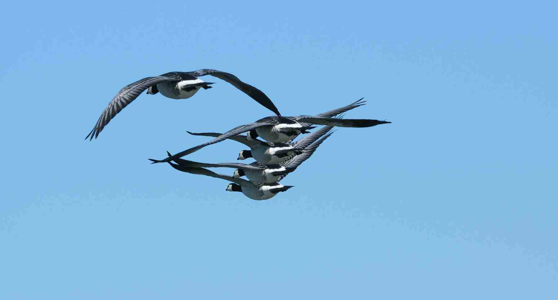 Nonnengänse und andere Vögel - Wedeler Marsch April 2025