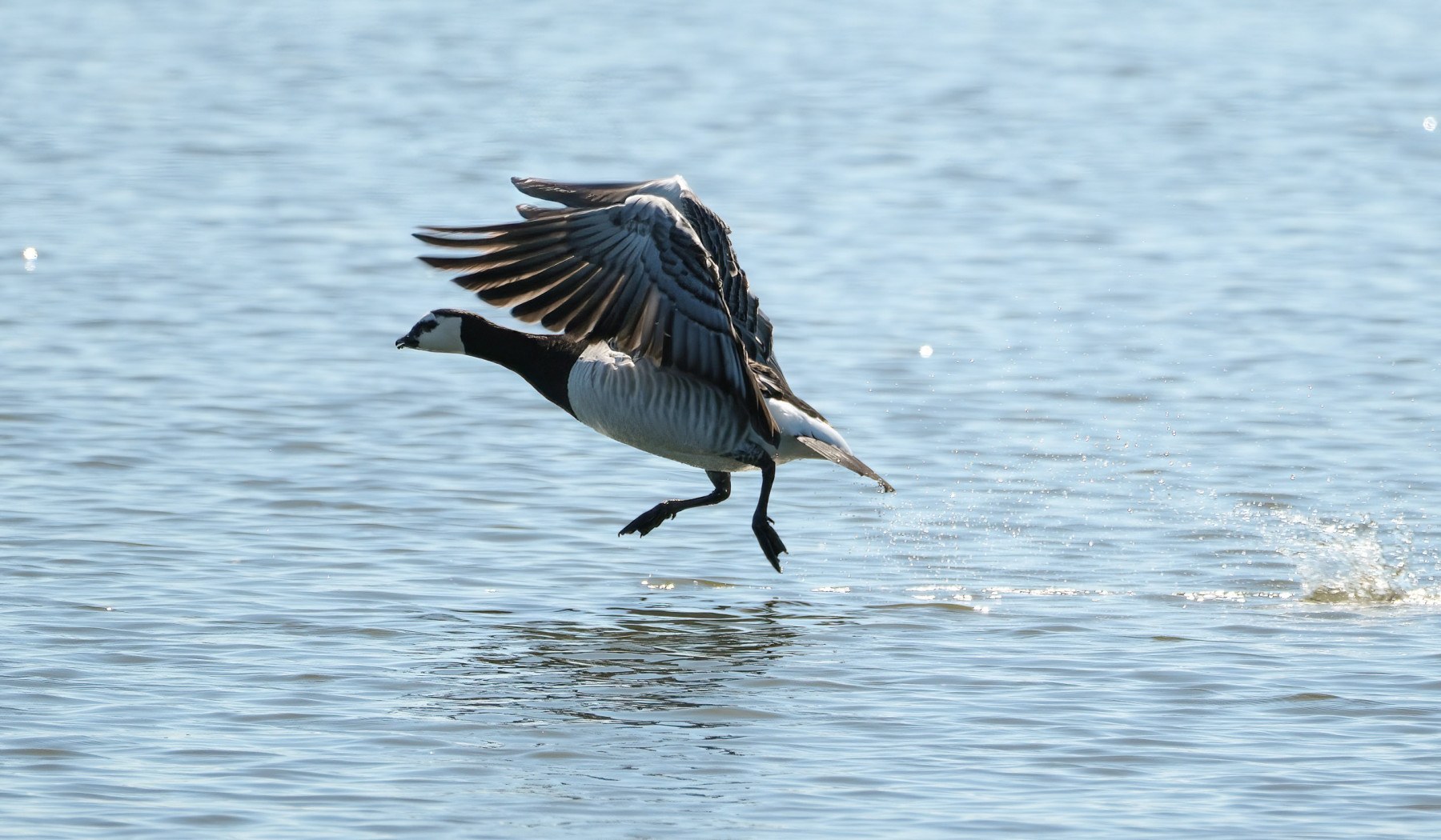 Nonnengänse und andere Vögel - Wedeler Marsch April 2025