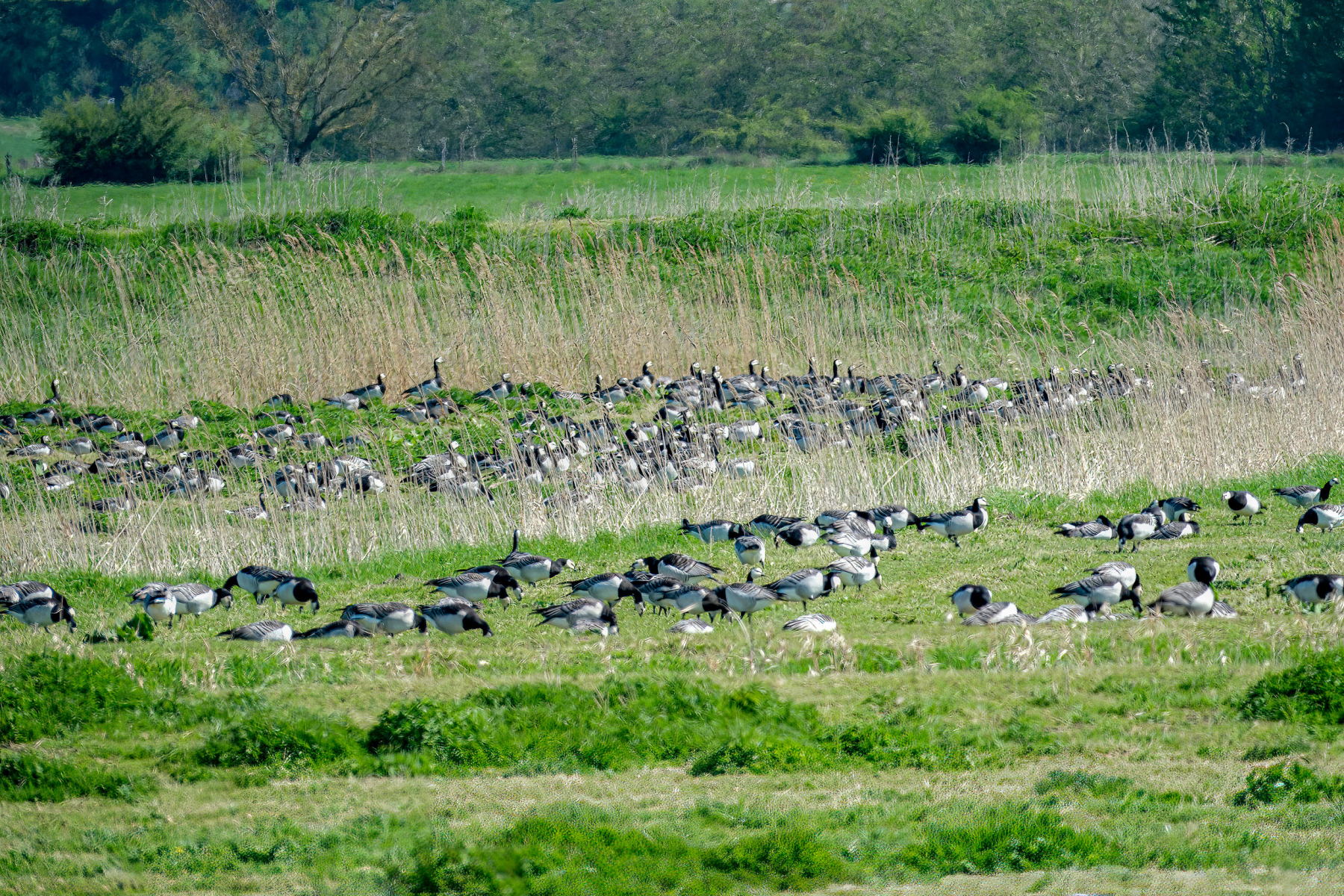 Nonnengänse und andere Vögel - Wedeler Marsch April 2025