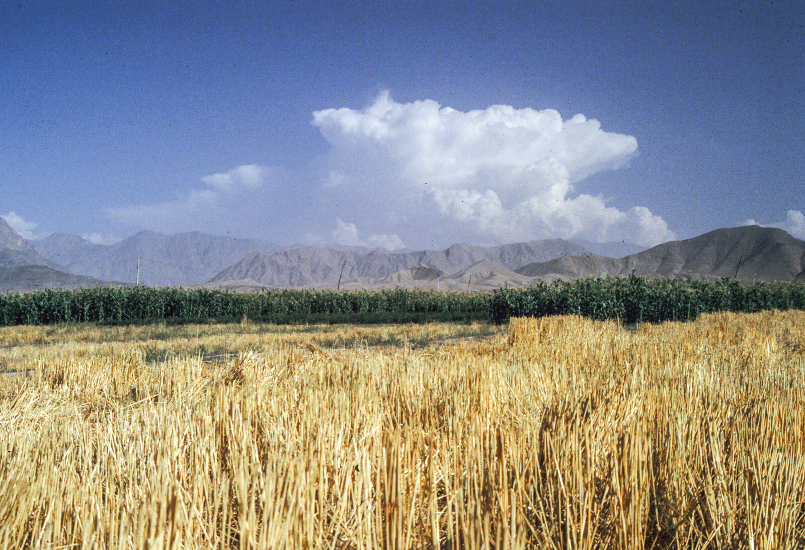 Erntezeit auf dem Land außerhalb Kabuls