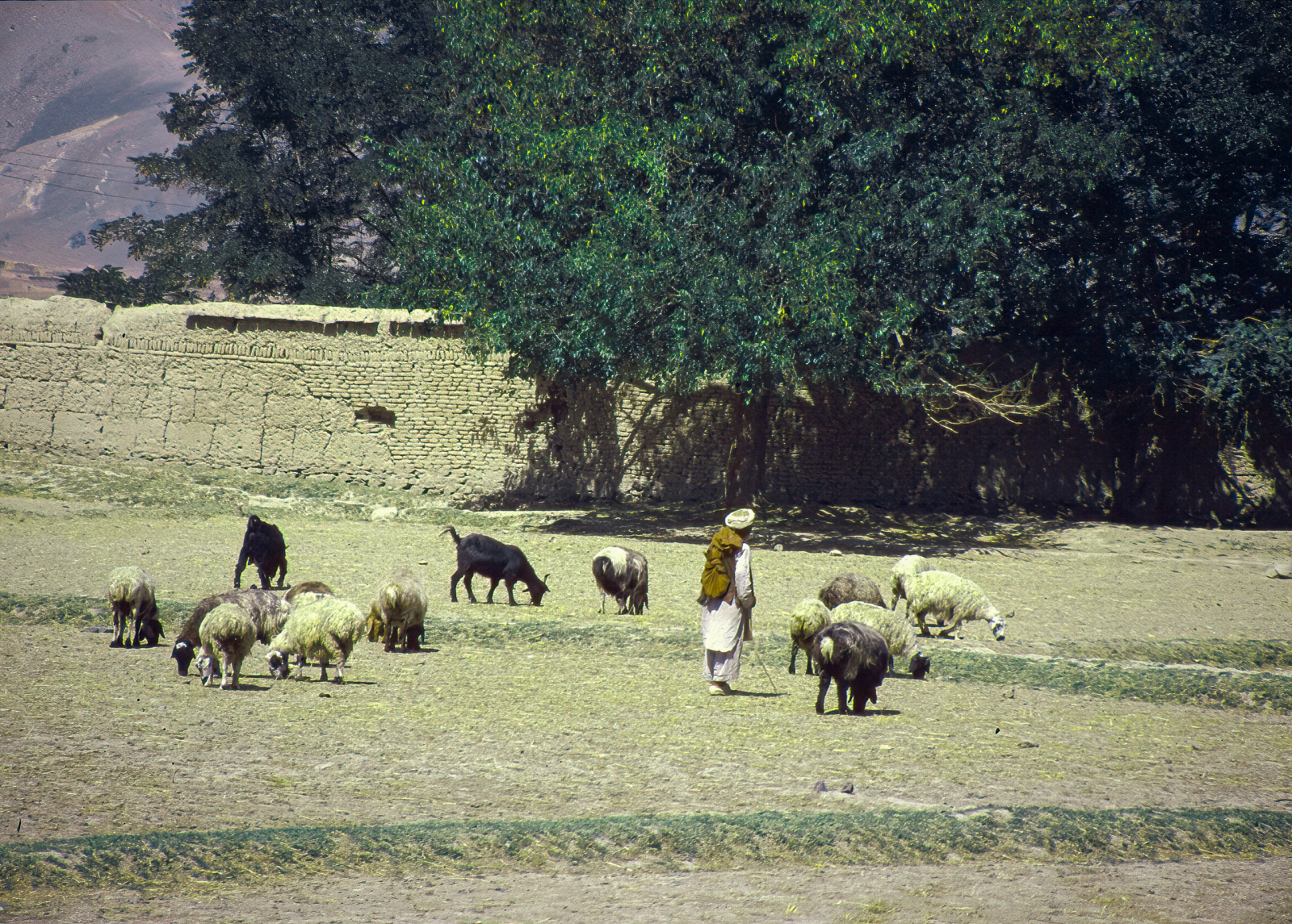 Der Hirte und seine Herde