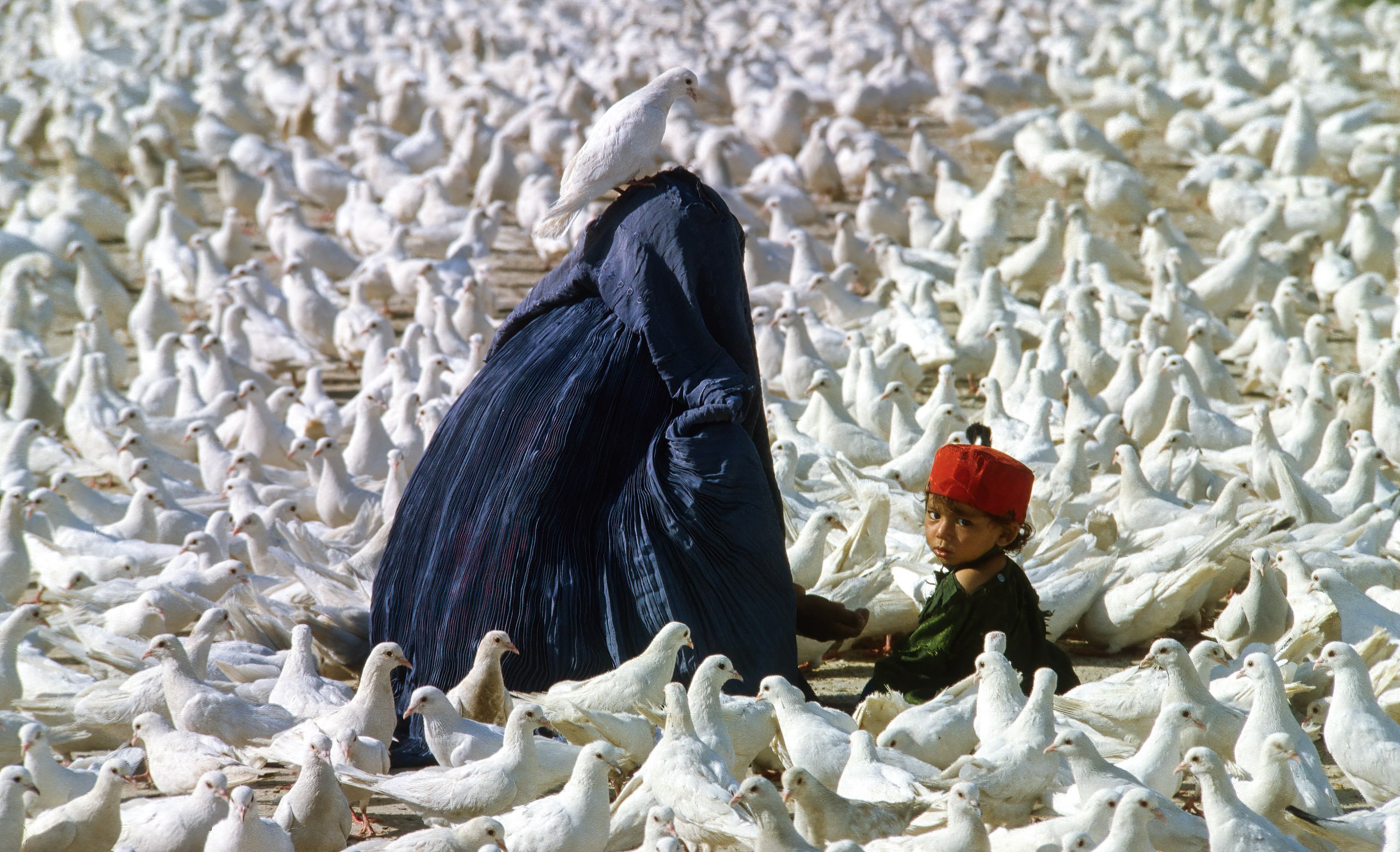 Friedenstauben mitten im Krieg