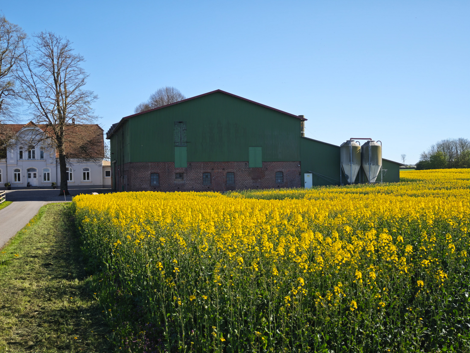 Rapsblüte an der Schlei und der Geltinger Bucht 2025