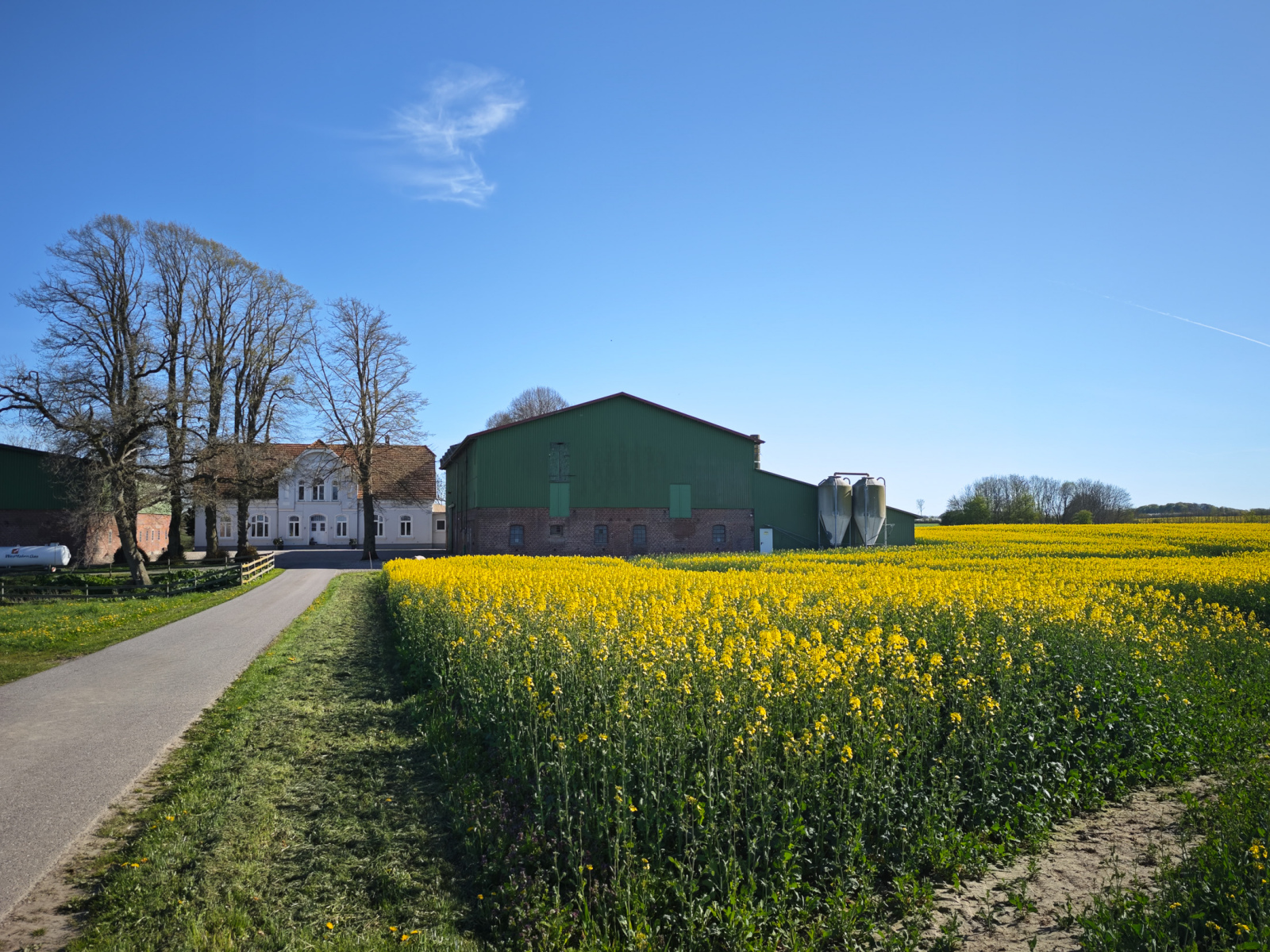 Rapsblüte an der Schlei und der Geltinger Bucht 2025
