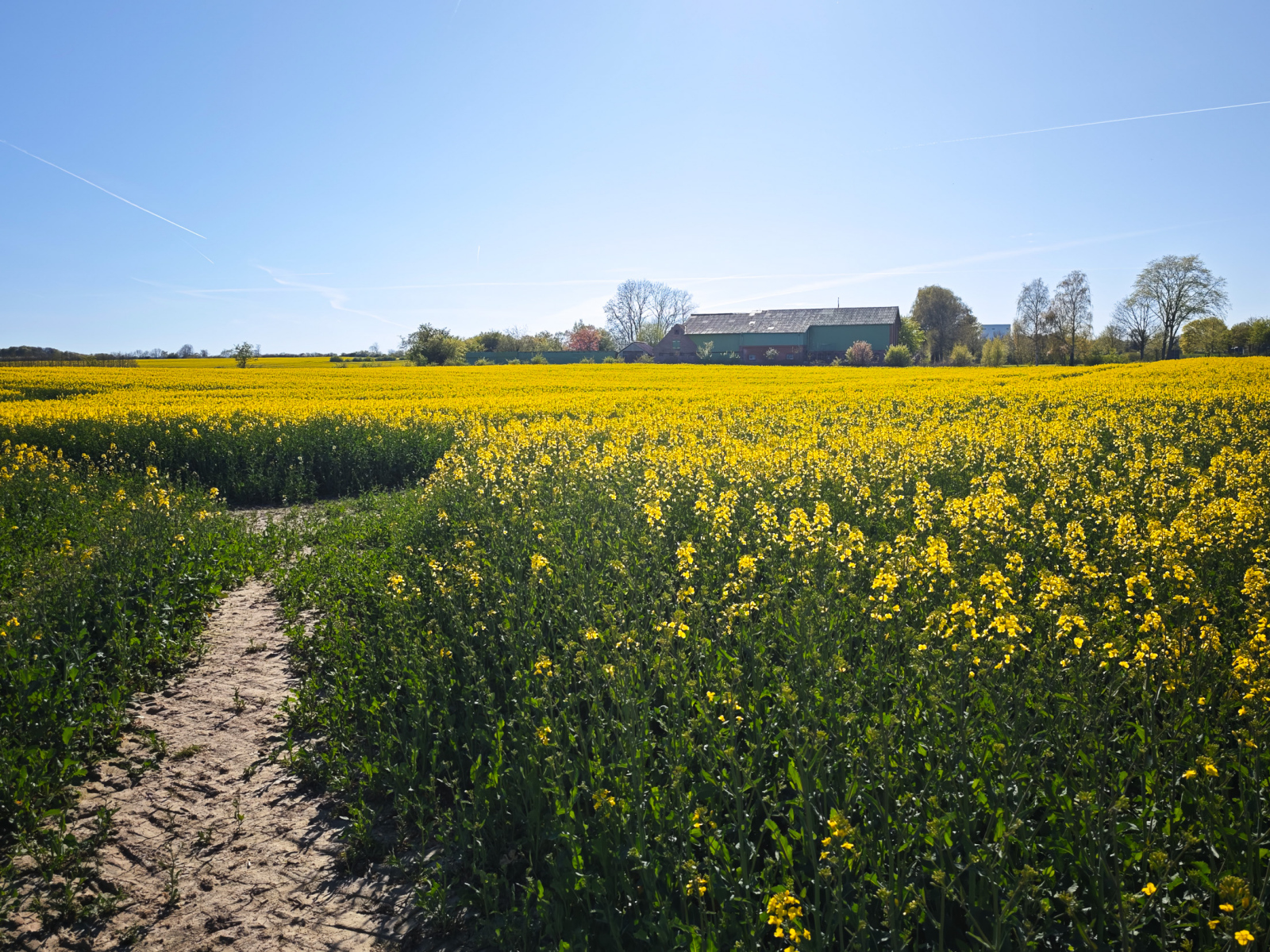 Rapsblüte an der Schlei und der Geltinger Bucht 2025