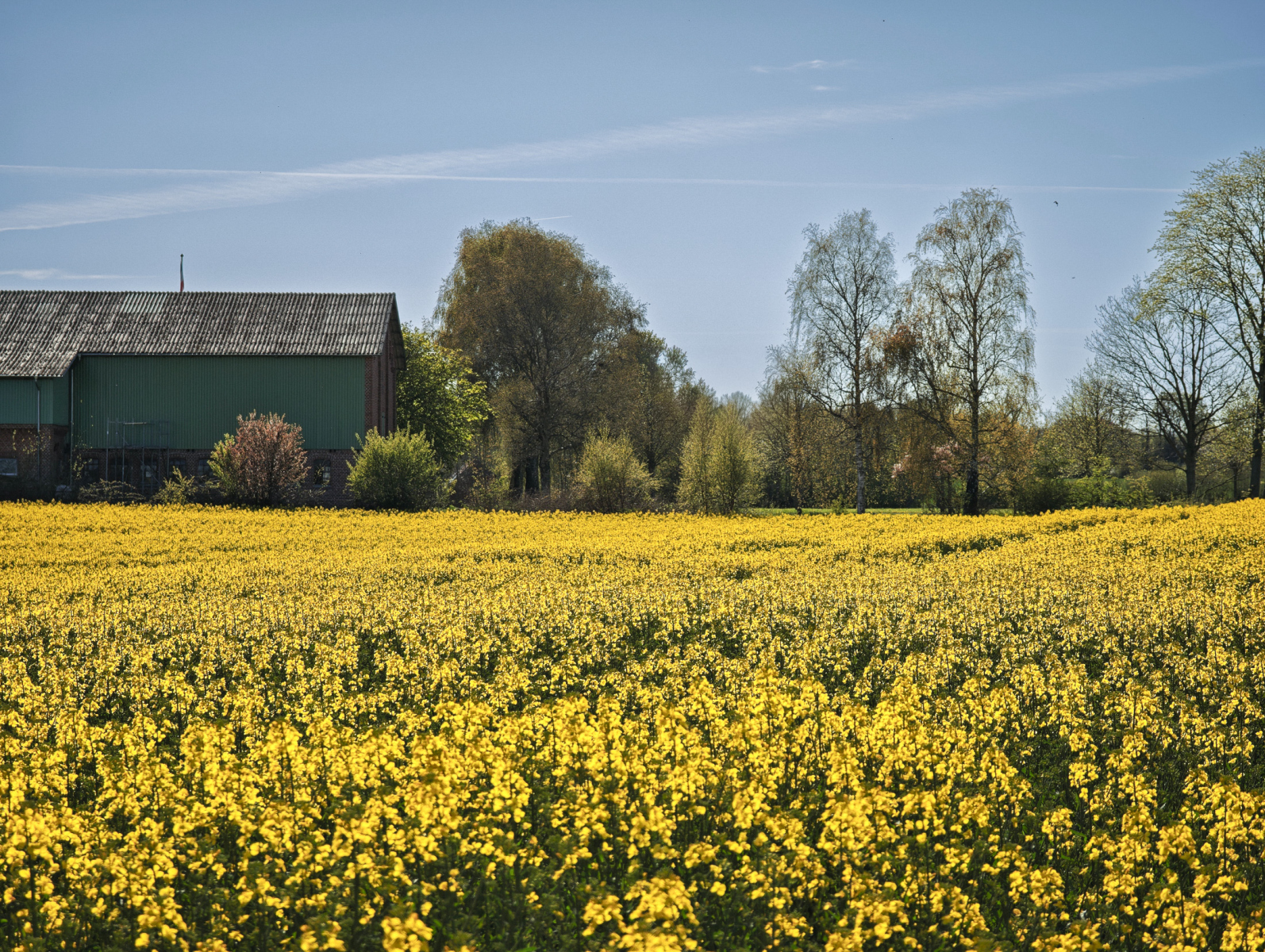 Wie die sinkende Sonne die Farbe des Rapses verändert