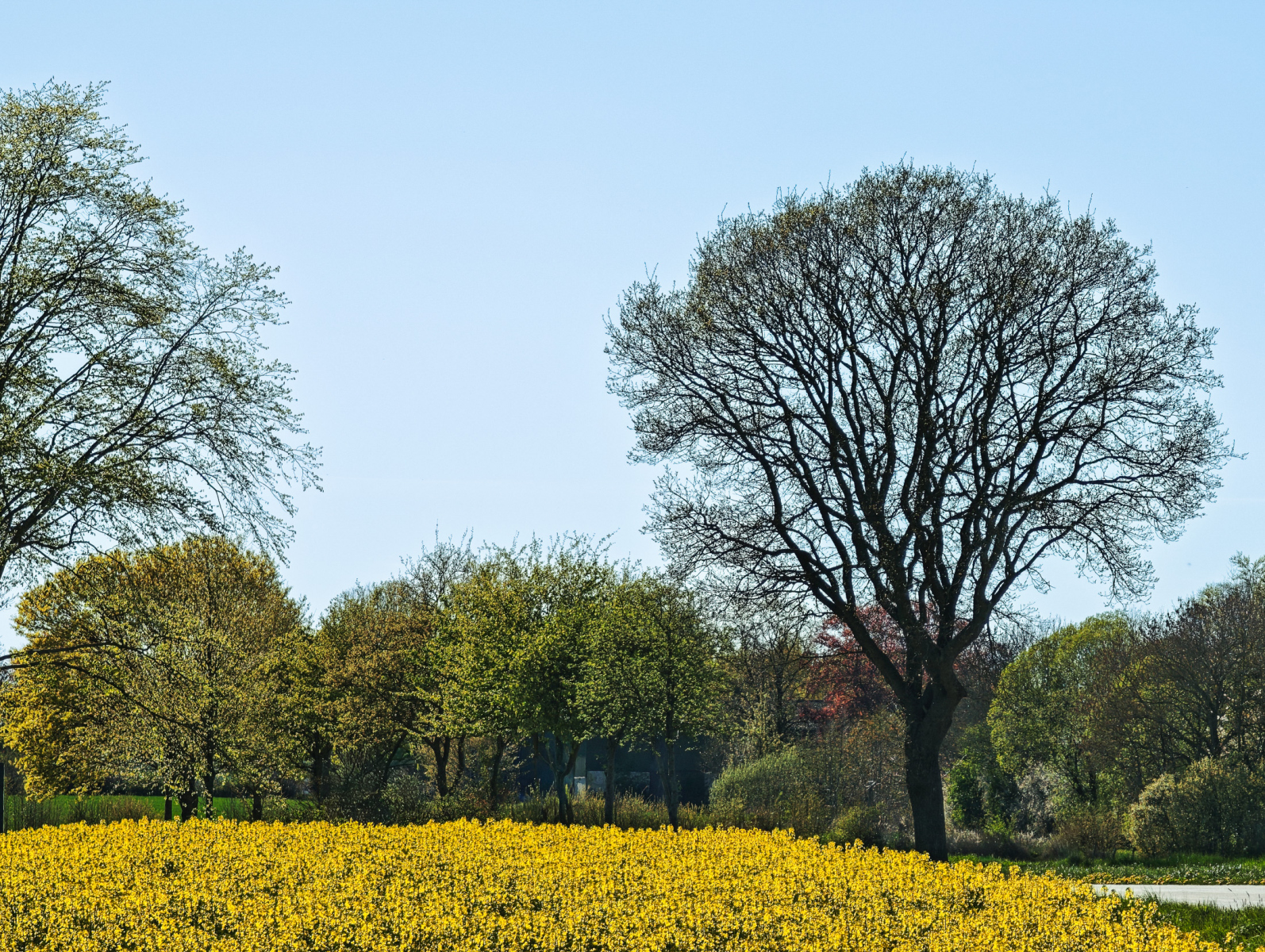 Rapsbluete-in-Schleswig-Holstein-035