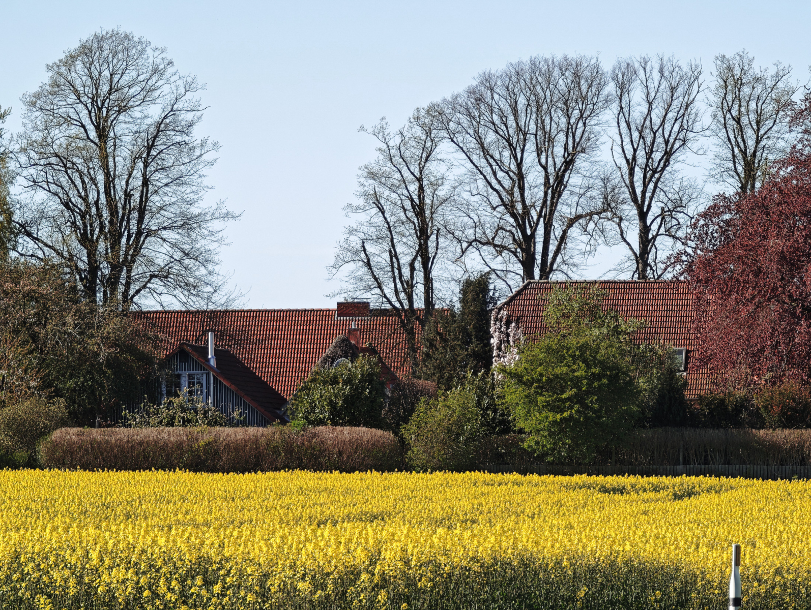 Rapsblüte an der Schlei