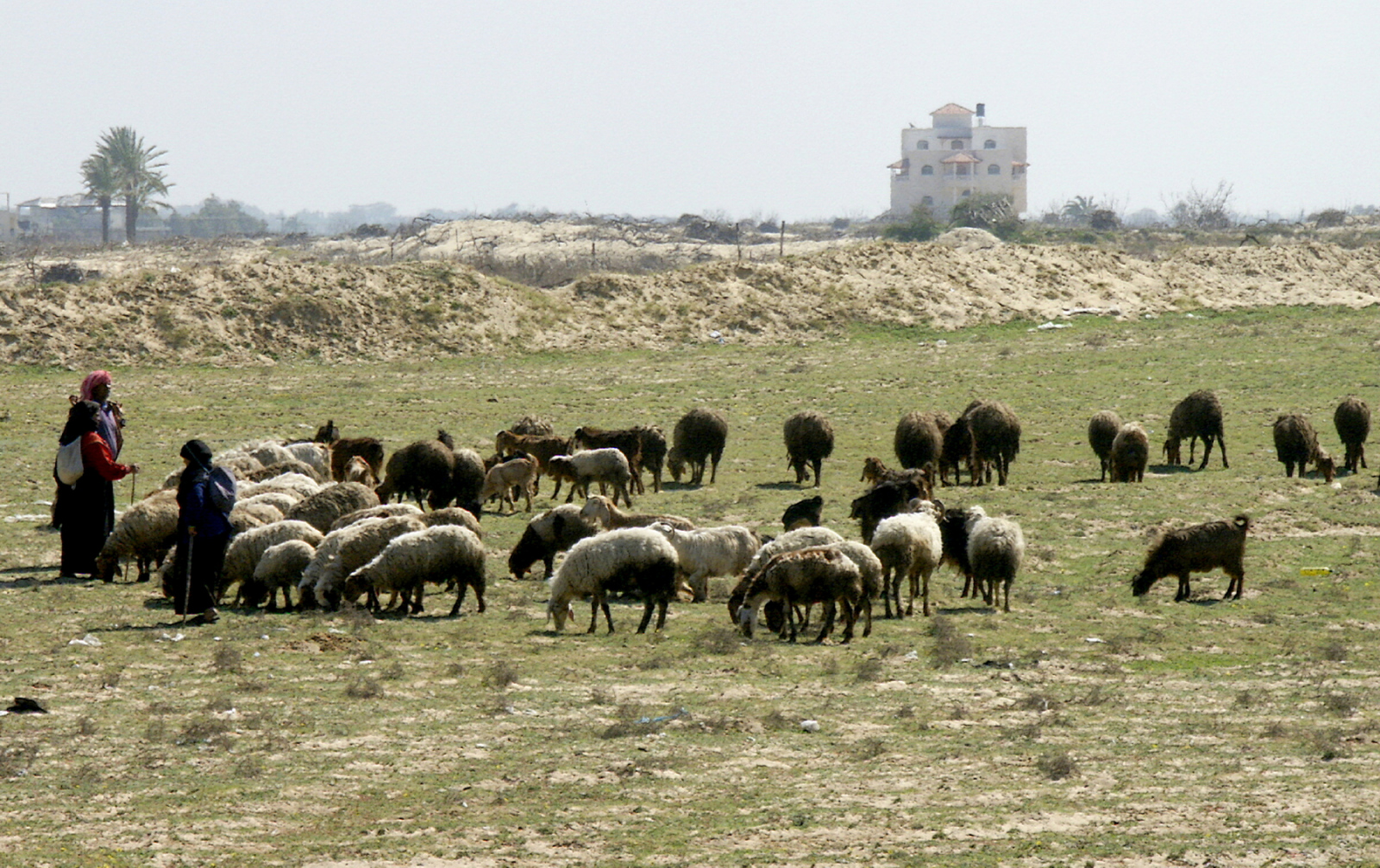2003 - Schäfer und Schafe bei Nezarim.  Selbst unser Mitarbeiter Saud Abu Ramadan, der inzwischen an einem Infarkt gestorben ist, kannte diese kleine idylle nicht