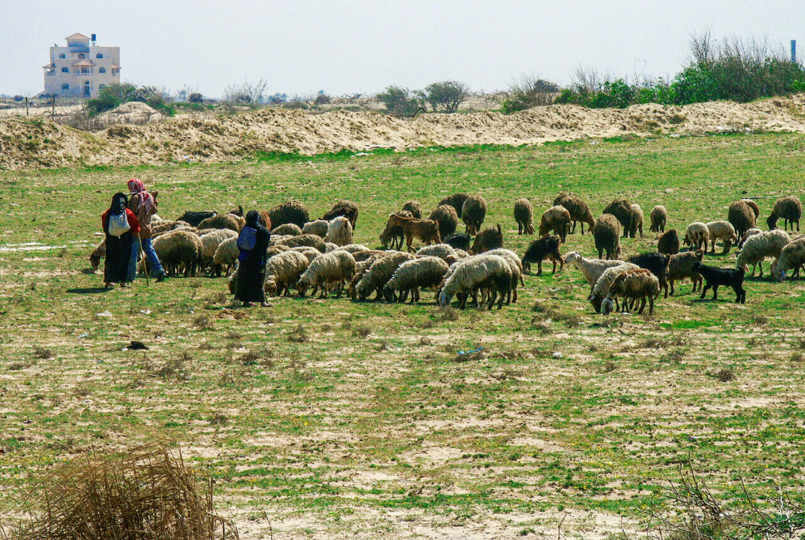 2003 - 2. Intifada -  Schaeferinnen bei-Nezarim
