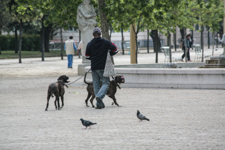 Gehn ma Tauben jagen im Park!