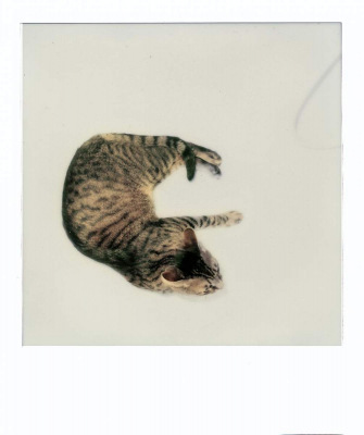 Polaroids - Der Zufall regierte